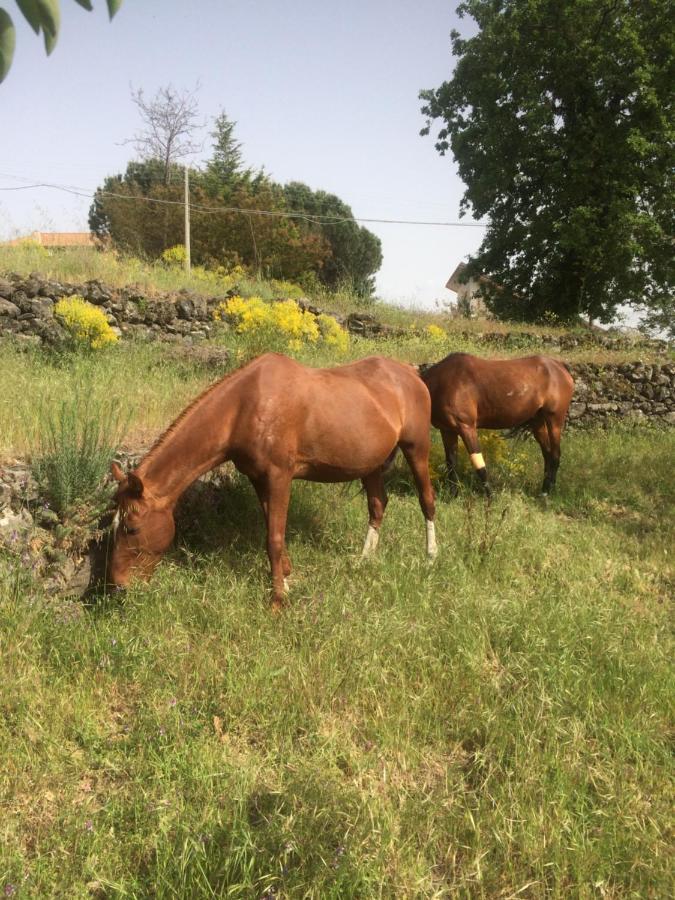 Horse House Ragalna Exterior foto